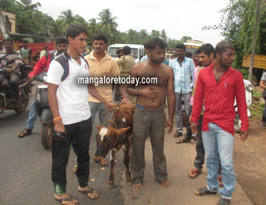 cattle thief